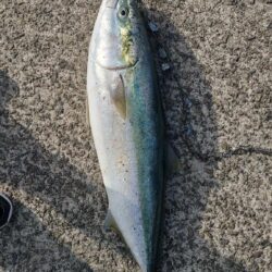ショワジギ