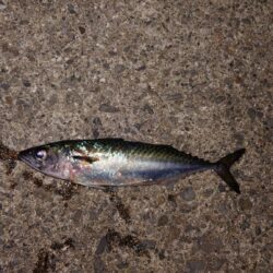 電気ウキ釣り 13