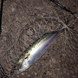 電気ウキ釣り 14