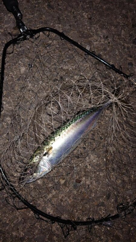 電気ウキ釣り 14