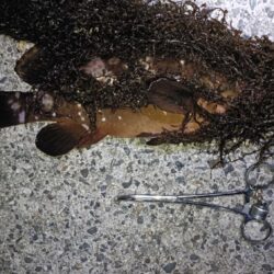 1年振りの伊勢湾釣行