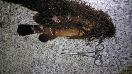 1年振りの伊勢湾釣行