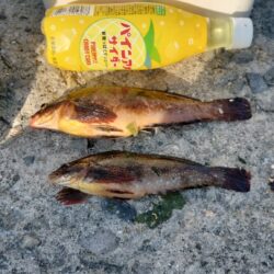 アイナメ親釣れた!