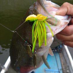 スピナベで1本