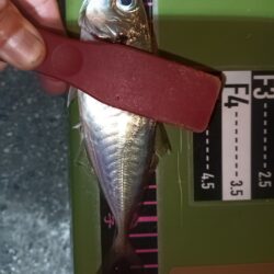 アジング8