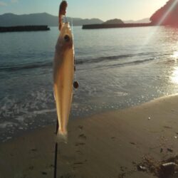 シロギス