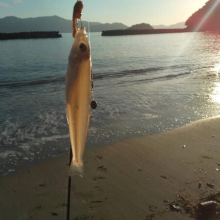 シロギス