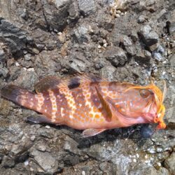 自作で釣れる喜び
