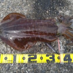 越前春イカ爆発