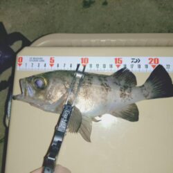 サーフでフロートメバリング🎣