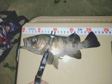 サーフでフロートメバリング🎣