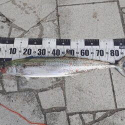今年初翼港🎣