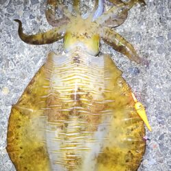 深夜釣り