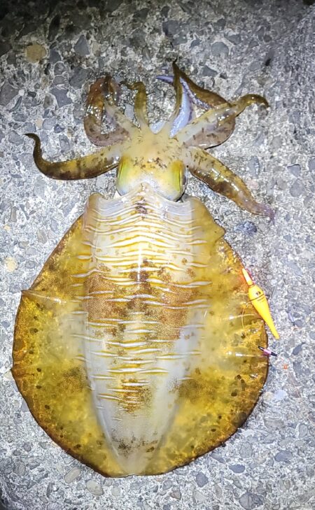 深夜釣り