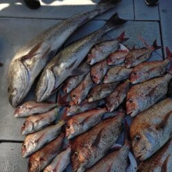 ノッコミ後の瀬戸内タイラバ