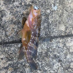 アコウが好調