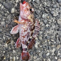 プチ遠征