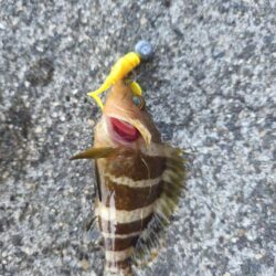 根魚は裏切らない