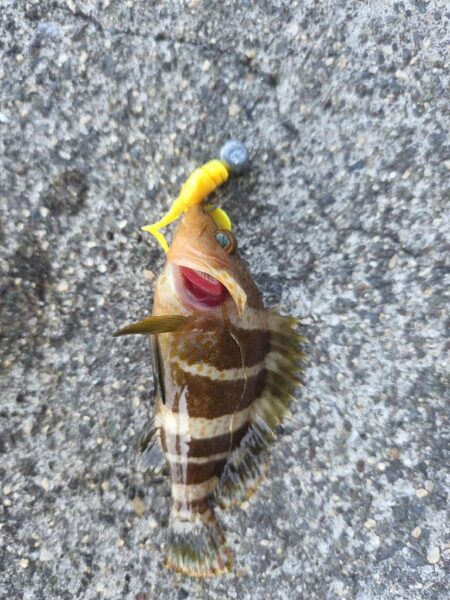 根魚は裏切らない