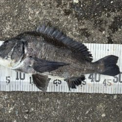 イチノ兄弟、釣果！