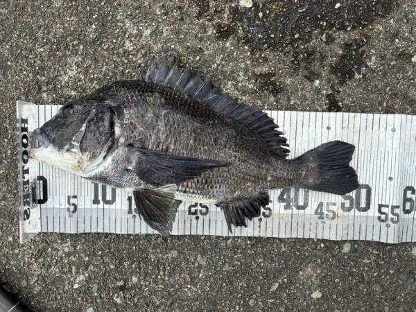 イチノ兄弟、釣果！