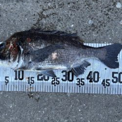 イチノ兄弟、釣果！