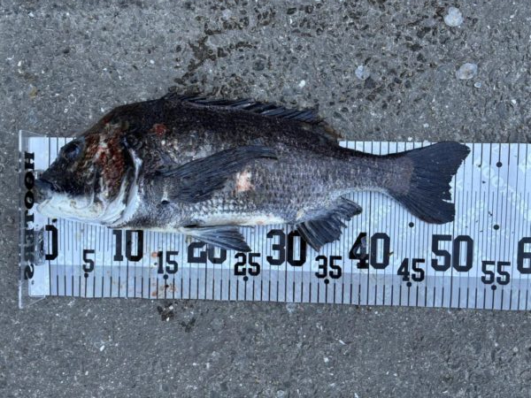 イチノ兄弟、釣果！