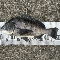イチノ兄弟、釣果！