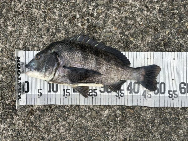 イチノ兄弟、釣果！