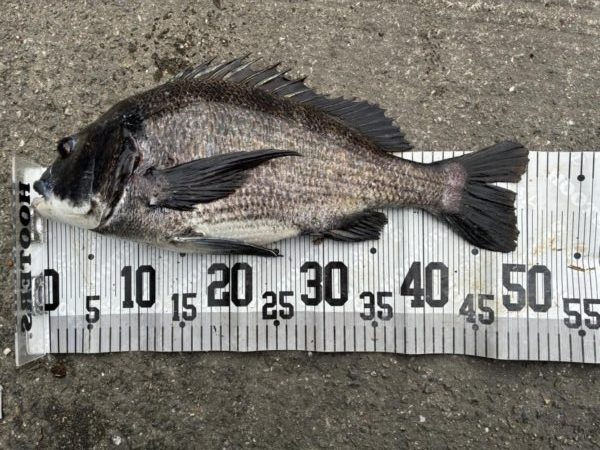 イチノ兄弟、釣果！