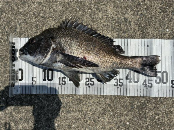 イチノ兄弟、釣果！