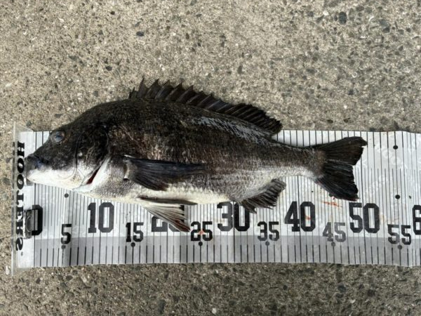 イチノ兄弟、釣果！