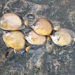 和歌山市江（吉丸渡船）でグレ釣り