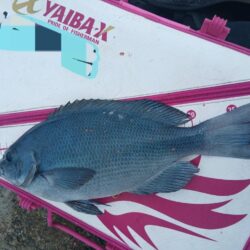 和歌山市江(吉丸渡船)でグレ釣り