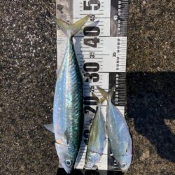 釣り人少ない