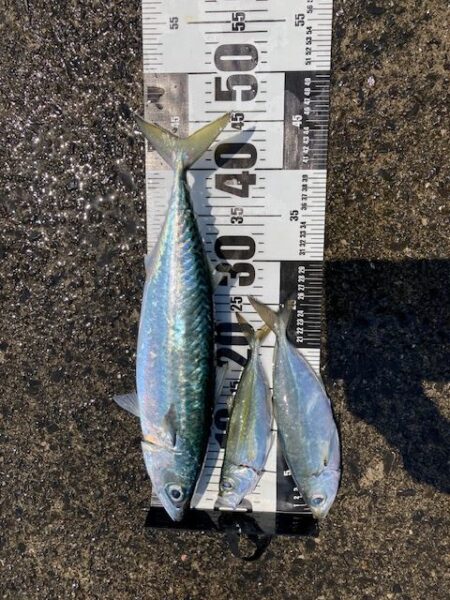 釣り人少ない