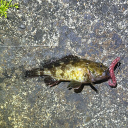 色々釣れました・・