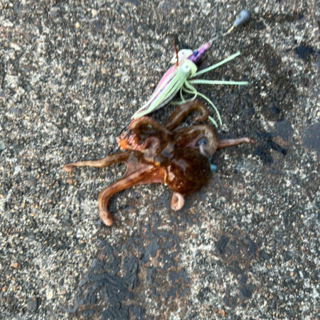 色々釣れました2・・