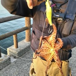 新子タコ開幕‼