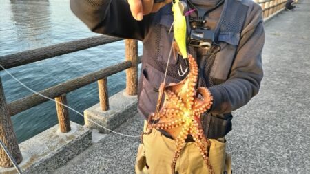 新子タコ開幕‼