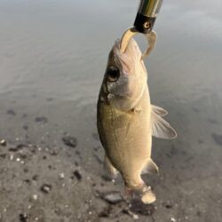 ルアー釣り