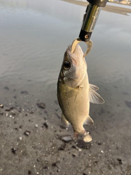 ルアー釣り