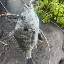 トップチヌ