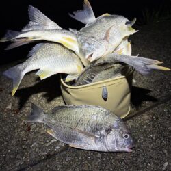 アタリが止まらないチヌ爆釣