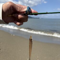 初のキス釣り今年のキスはどんな感じ