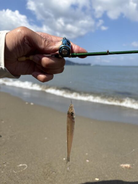 初のキス釣り今年のキスはどんな感じ