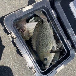 グレ釣り