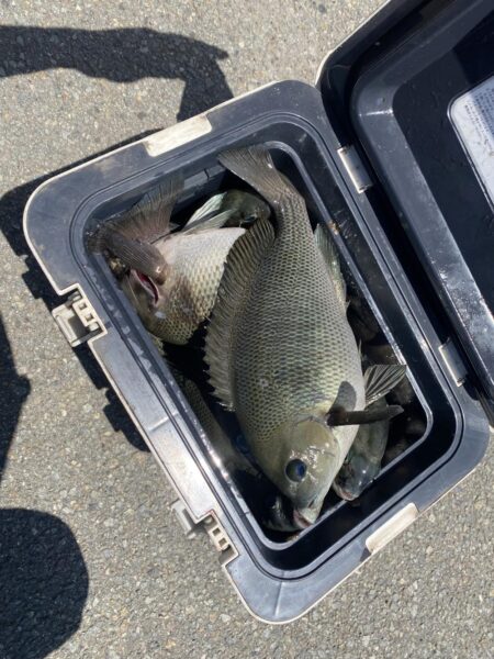 グレ釣り