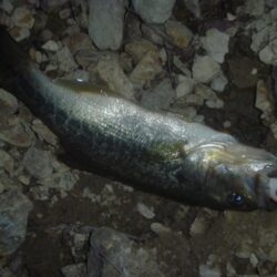 一庫ダム釣行　５月１５日