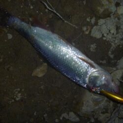淡水魚釣行　5月26日